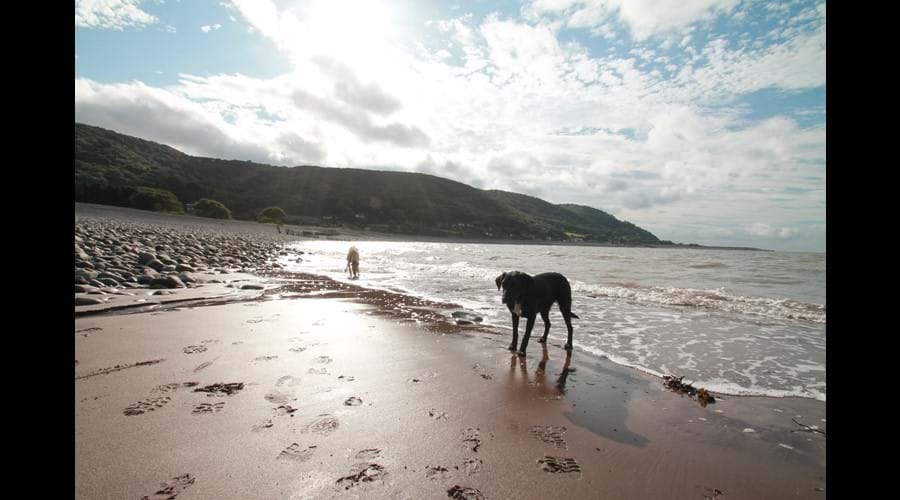 all dog friendly beaches