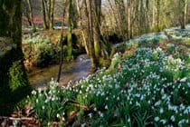 Snowdrop Valley