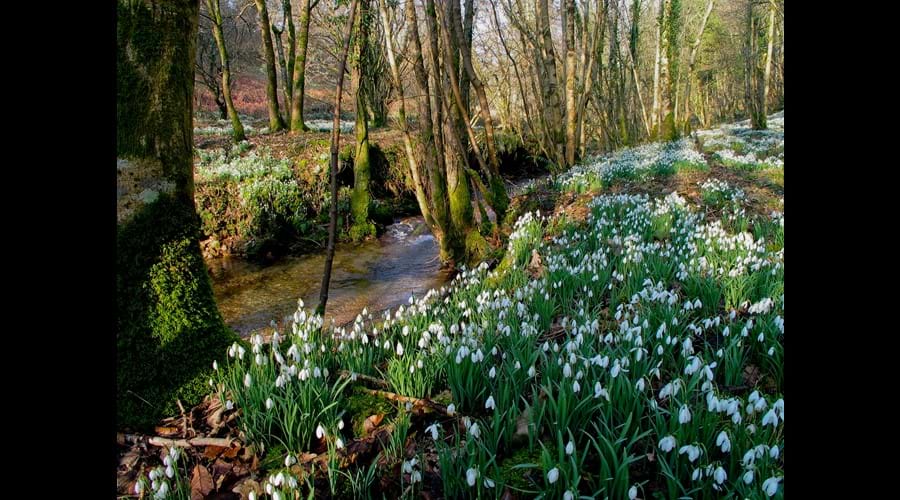 Snowdrop Valley