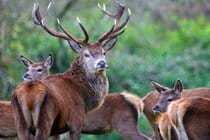 Red deer safaris