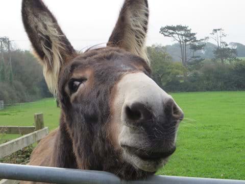 This is Bear the donkey, come and meet him and his friends. They all love a bit of fuss.