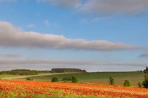 North Norfolk countryside