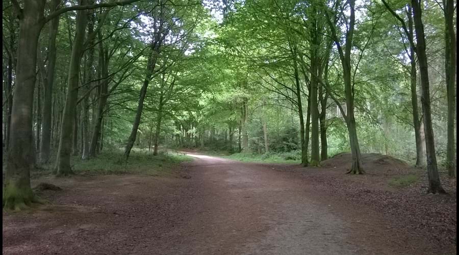 Bacton Woods