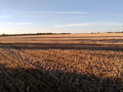 Farm land surrounding the Cattle Sheds after the harvest