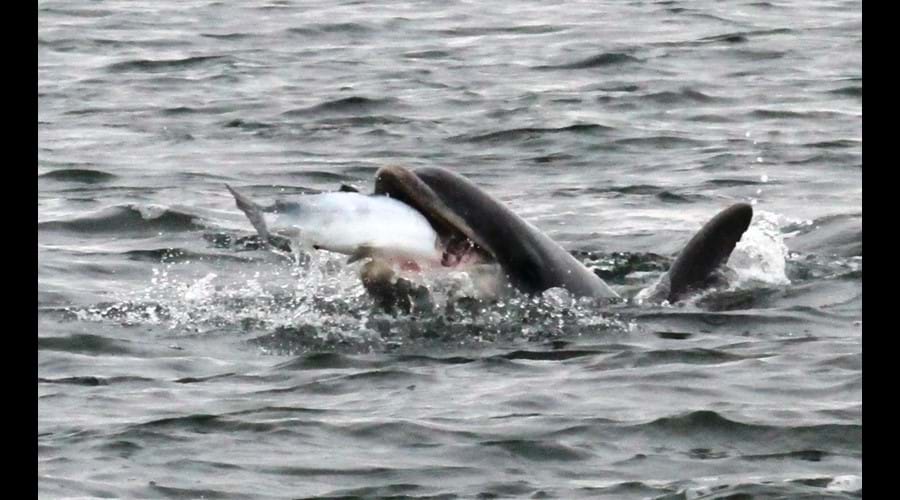 bottlle nose dolphin enjoying a tasty salmon