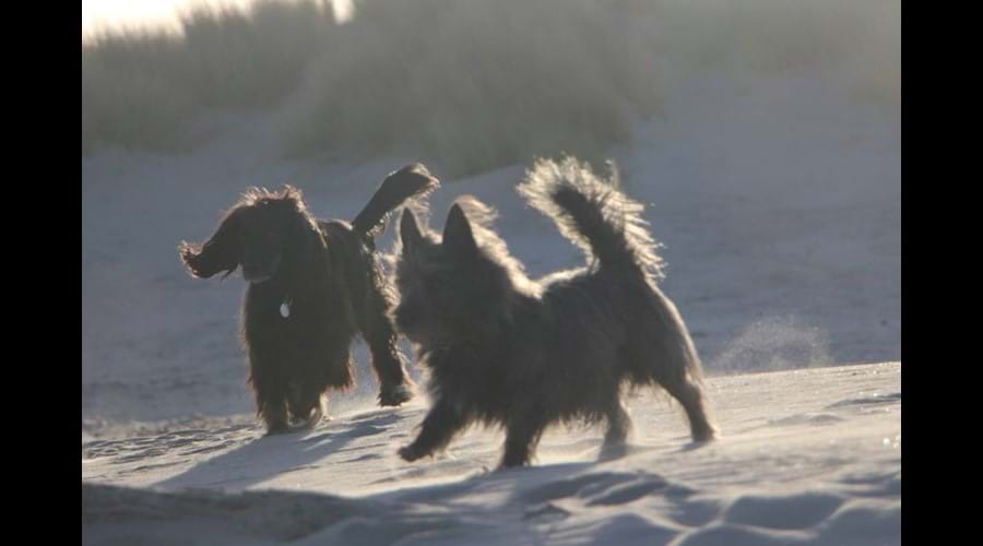Happy dogs on Nairn Beach