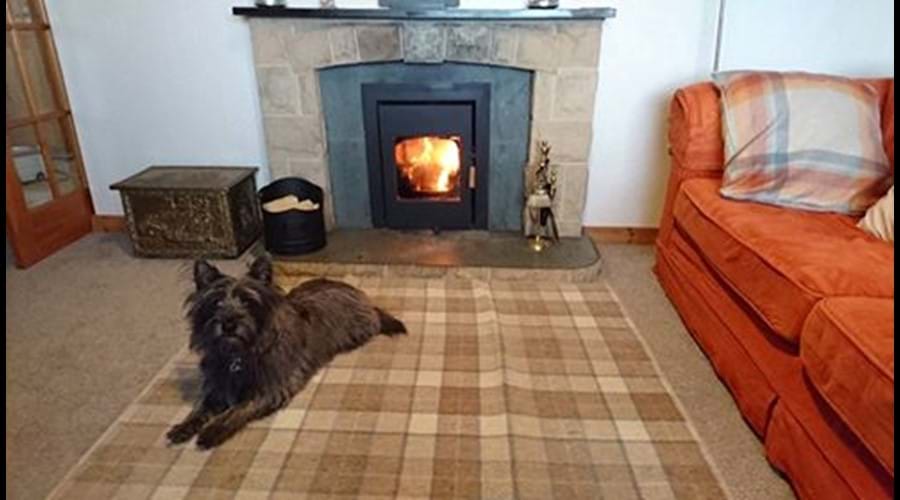 Cairn terrier in front of the fire
