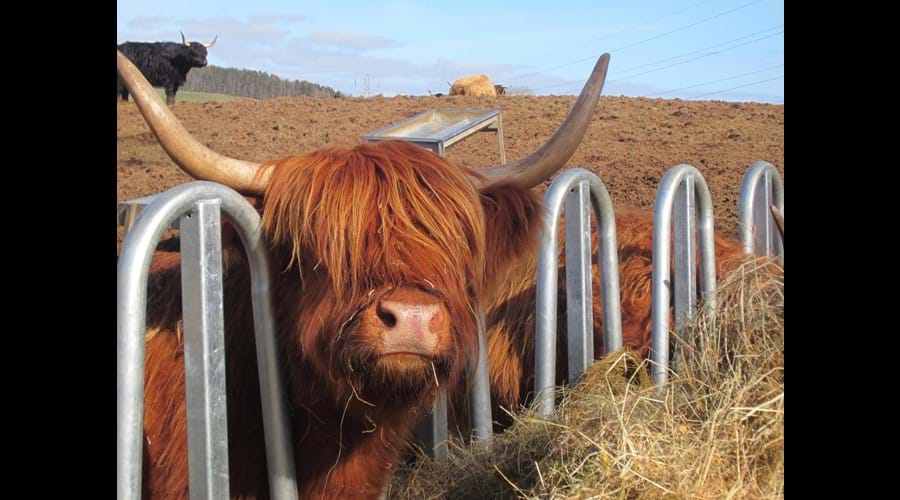 Highland cow enjoying lunch