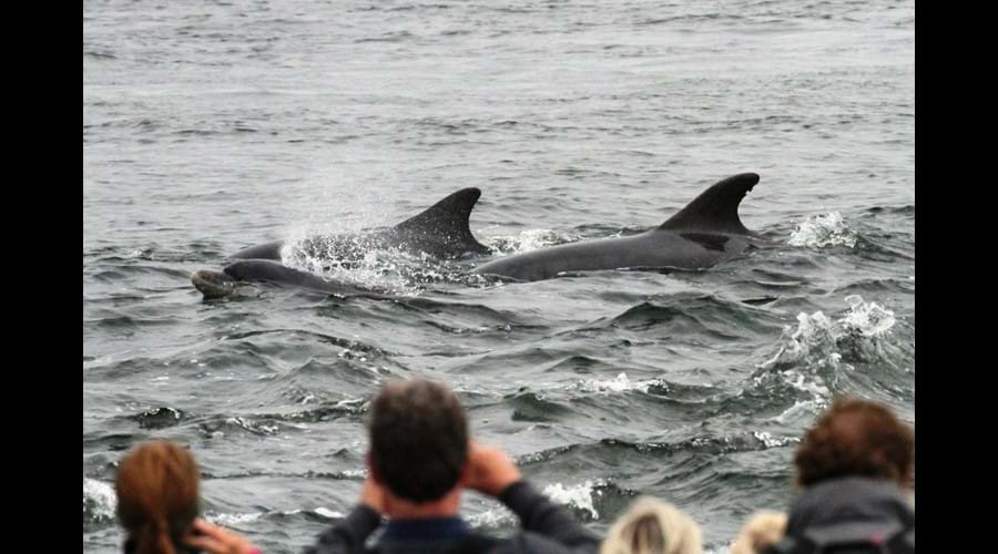 Bottlenose dolphins watched from the shore at Chanonry Point