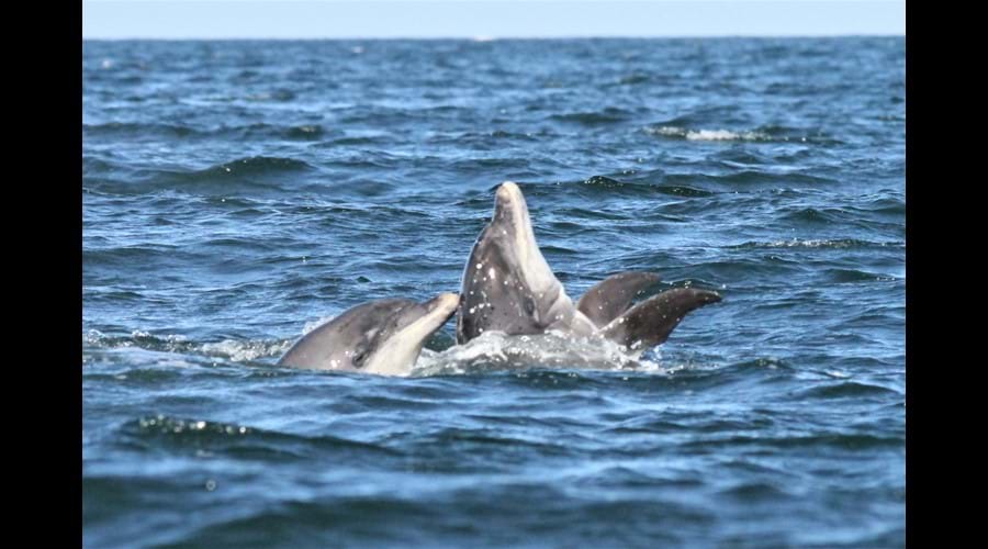 bottlenose dolphins in the Moray Firth