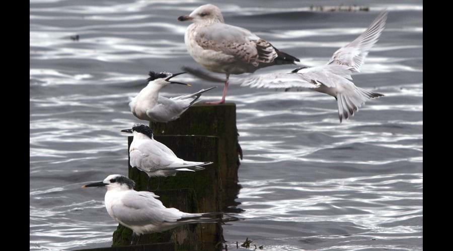 Sandwich terns at Ardersier