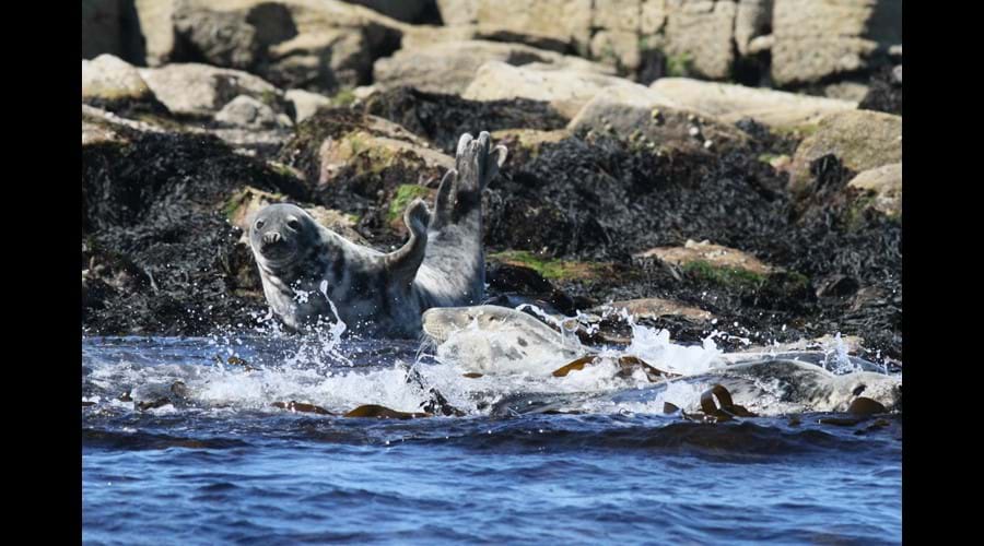 basking seal