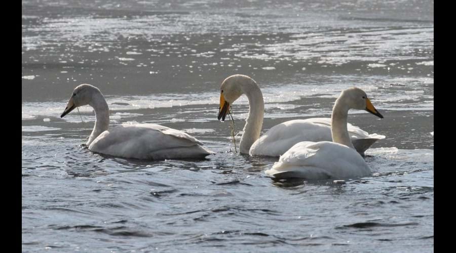 Whooper swans