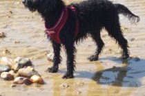 Our fearless hound Georgie loves the beach