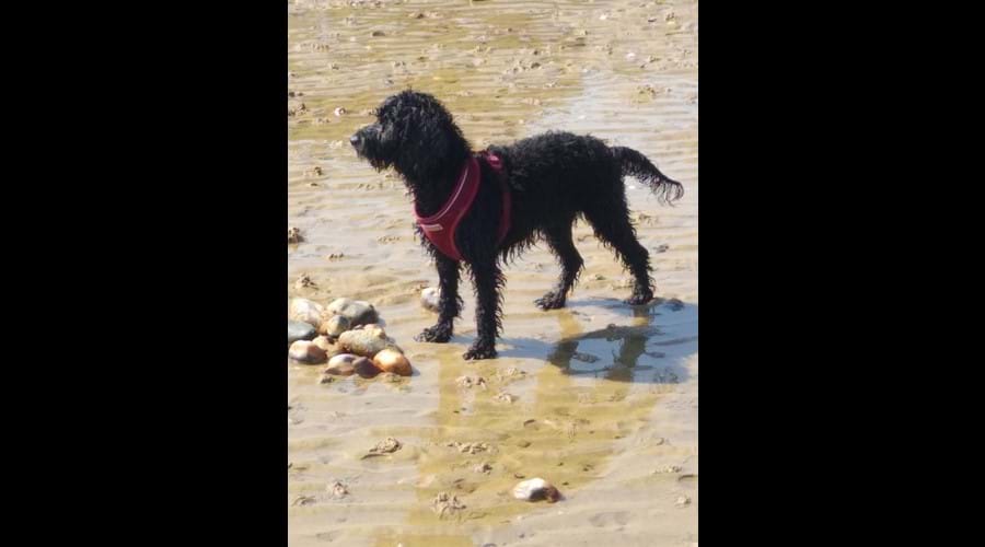 Our fearless hound Georgie loves the beach