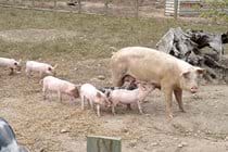 The little piggies at Quarr Abbey. Nice place on your way to the ferry at Fishbourne.