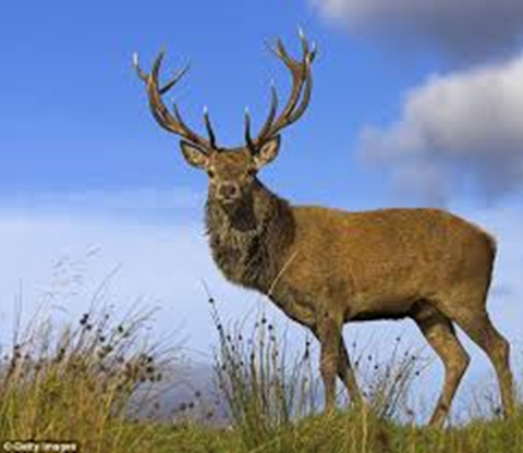 A Mighty Stag