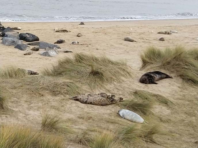 Seals on Horsey beach