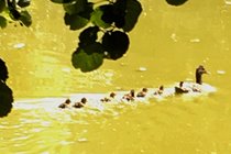 Baby Ducklings in Lake