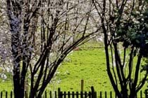 Back garden gate