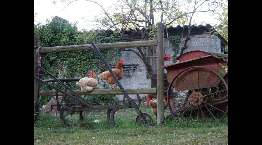 Free Range Chickens