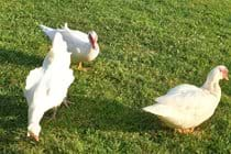 Free Range Ducks and Chickens