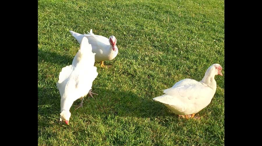 Free Range Ducks and Chickens