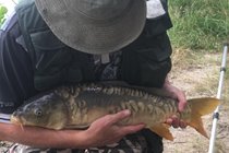 One of the Carp caught at our Lake