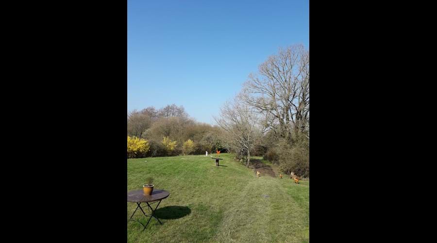 Back Garden