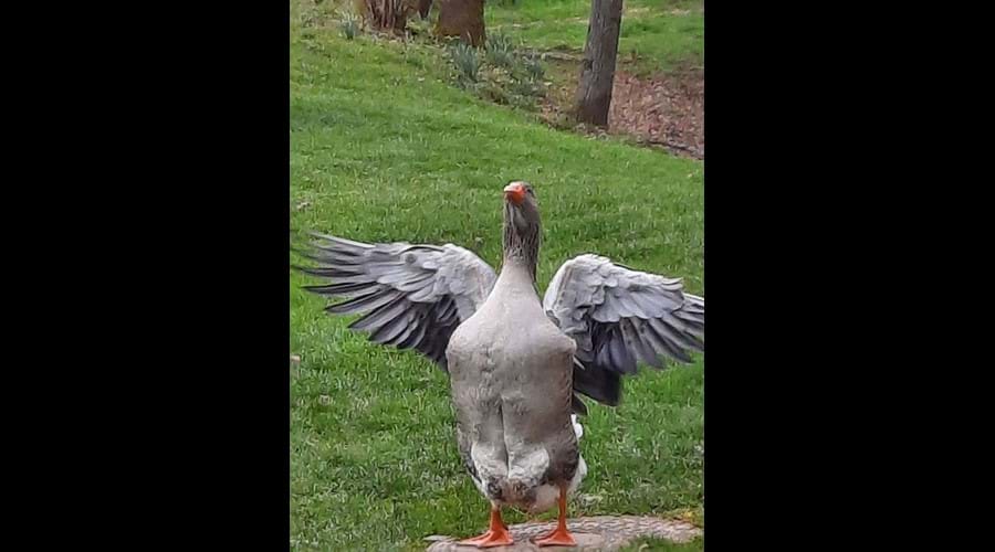 Goosey having a stretch