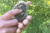 Baby Hoglet that we reared