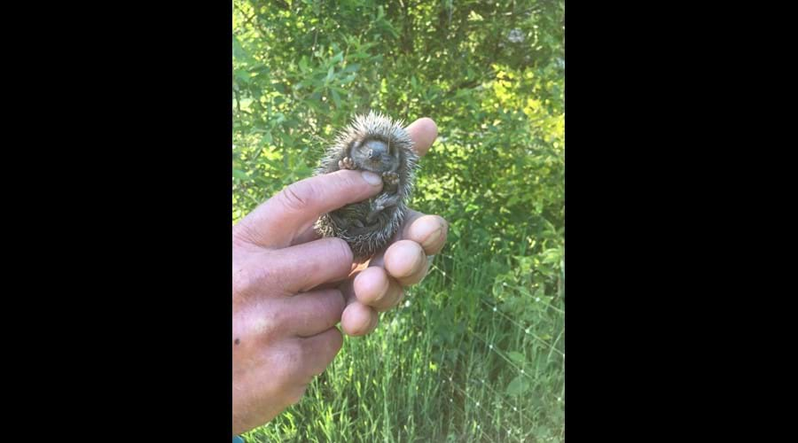 Baby Hoglet that we reared