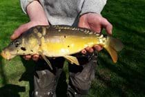 Mirror Carp from Lake