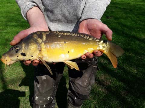 Mirror Carp from our lake