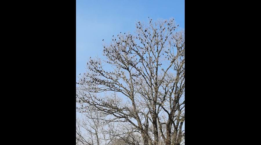 Starlings in tree