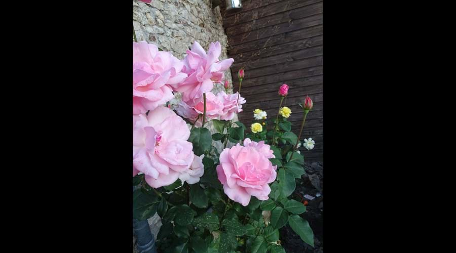 Scented Roses next to Spa