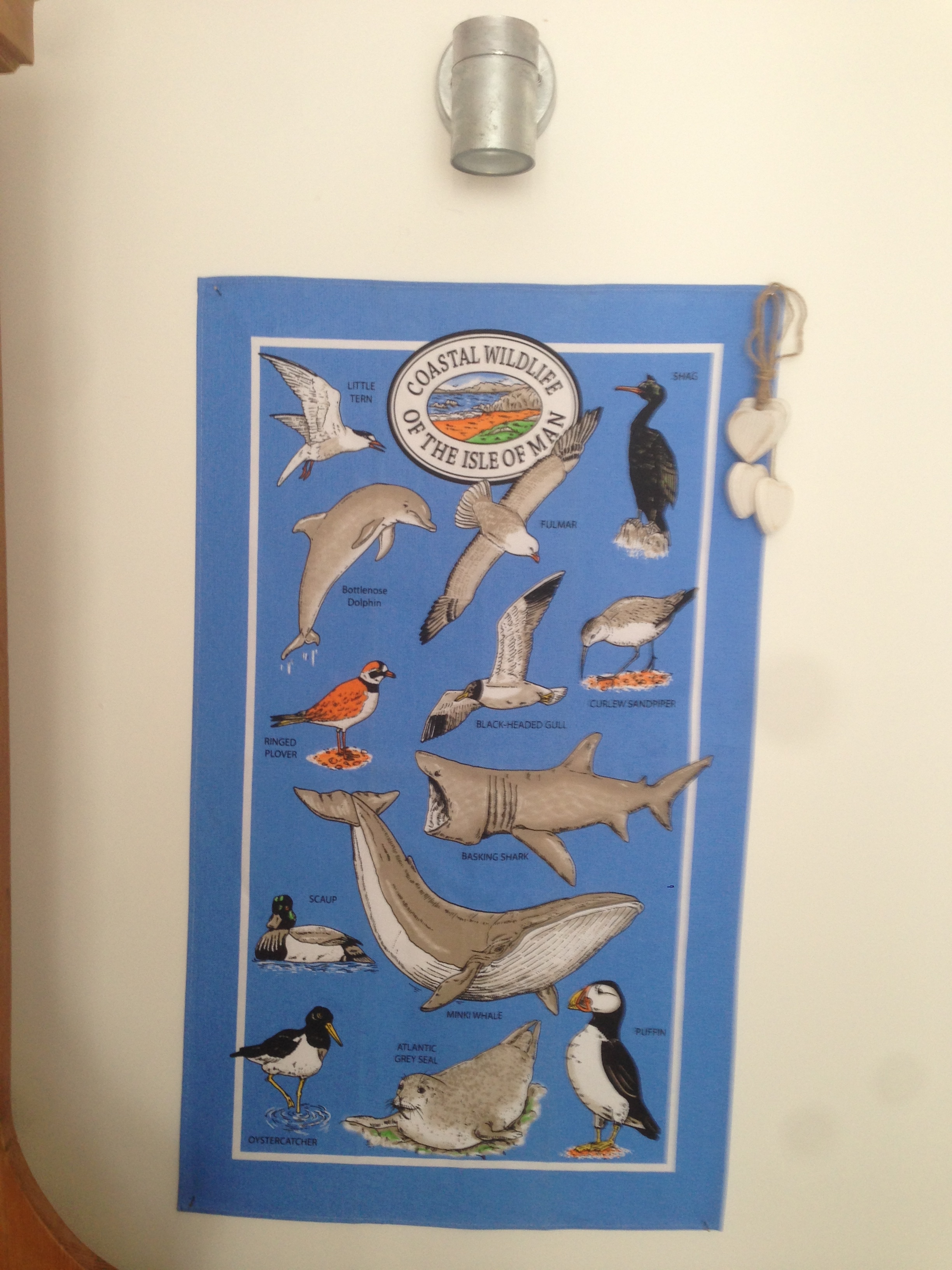 Coastal Wildlife of the Isle of Man