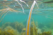 Underwater delights, Gansey Bay