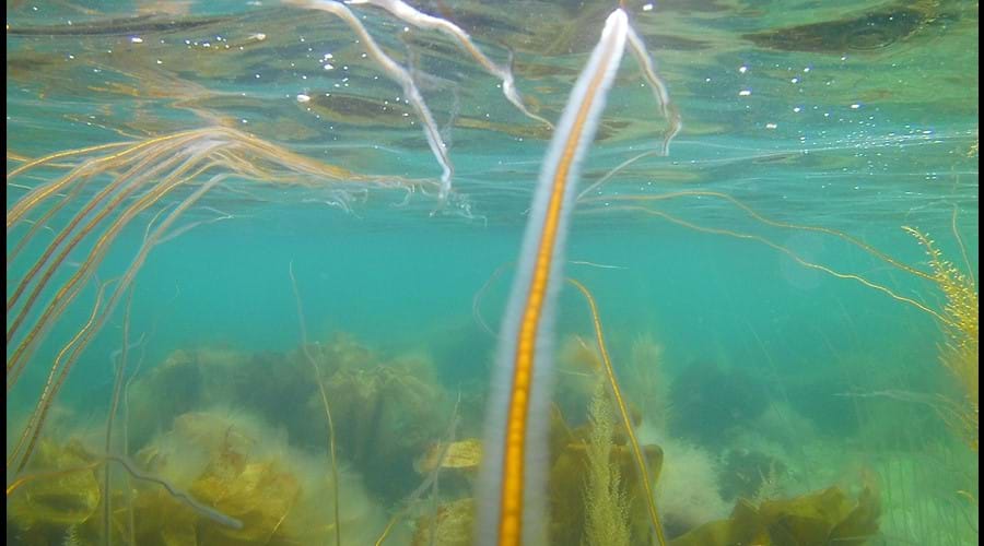 Underwater delights, Gansey Bay