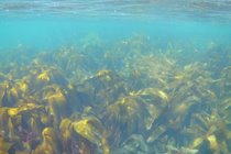 Kelp forest, Gansey Bay