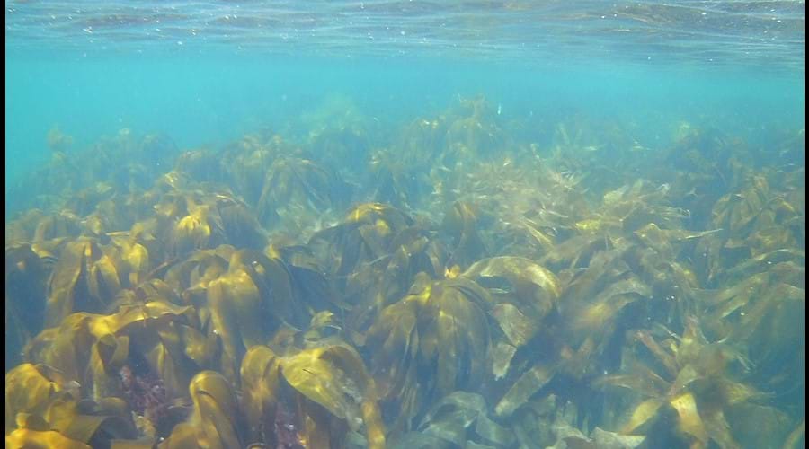 Kelp forest, Gansey Bay
