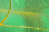 Strings of seaweed in turquoise waters, Gansey bay