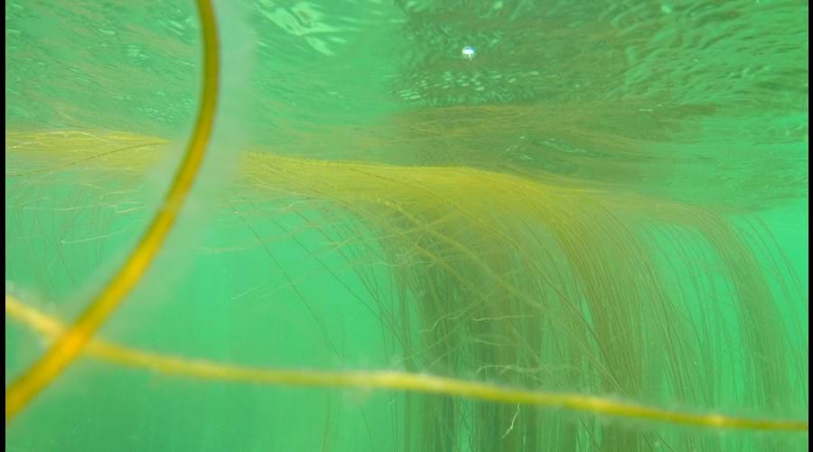 Strings of seaweed in turquoise waters, Gansey bay