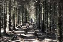 Horse ride through the trees in Conrhenny plantation