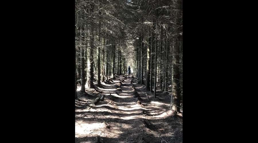 Horse ride through the trees in Conrhenny plantation