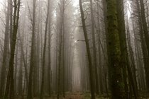 Misty walk through Chibannagh plantation