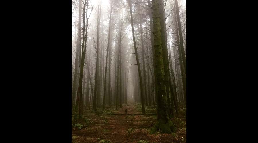 Misty walk through Chibannagh plantation