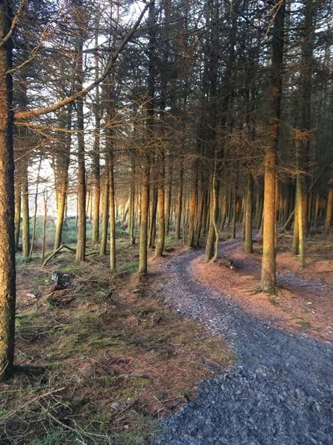 Trail through the trees, Archallagan plantation