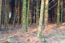 Mossy trees in Archallagan plantation