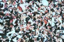 Gorgeous mosaic of scallop shells on Fenella beach, Peel